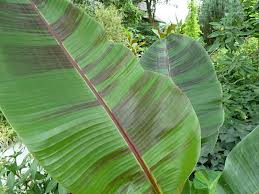 Musa sikkimensis Red Tiger