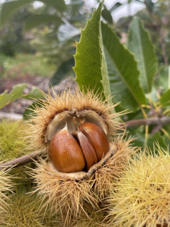 Kaštanovník "Marroncino del Pollino" (roubovaný)  - Castanea sativa