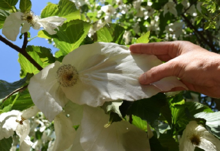 Davídie listenová Vilmorinova - Davidia involucrata var. vilmoriniana, 40 cm