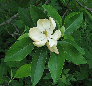 Magnolia virginiana var. australis - šácholan viržinský jižní (zcela stálezelený) 30/50 cm