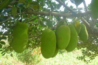 Chlebovník různolistý, Jackfruit - Artocarpus heterophyllus 