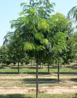 Dřezovec beztrnný - Gleditsia triacanthos var. inermis 