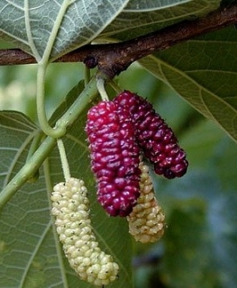 Moruše červená "Fuji Red" - Morus rubra