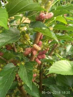 Moruše "Dwarf Everbearing" - Morus rubra x alba