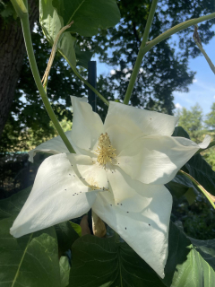 Šácholan velkolistý Asheův - Magnolia macrophylla subsp. ashei