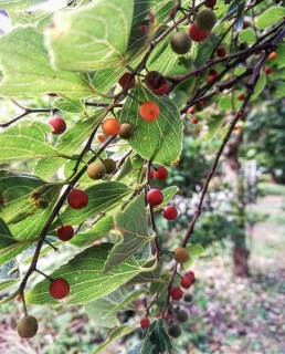 Břestovec čínský - Celtis sinensis