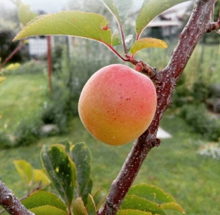 Prunus x dasycarpa Sussincocco Pisa