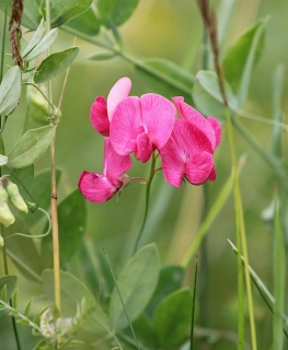 Hrachor hlíznatý - Lathyrus tuberosus