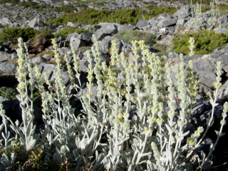 Hojník horský - Sideritis syriaca