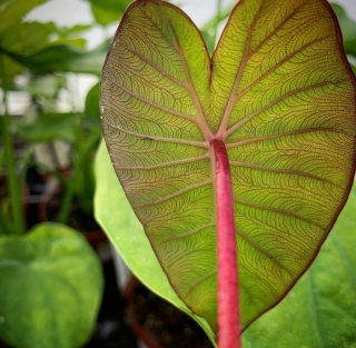 Colocasia esculenta "Pink China" 