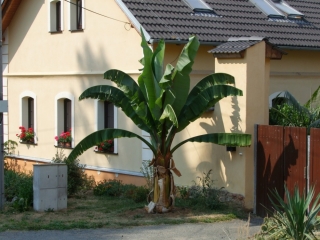 Ensete ventricosum "Large Seed" 40/60 cm