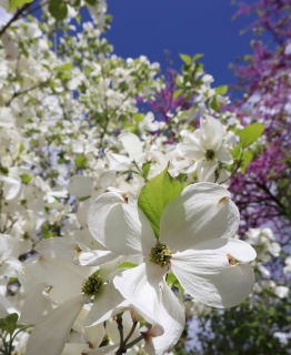 Dřín květnatý - Cornus florida