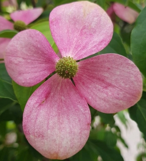 Dřín japonský x hlavatý "Norman Haddon - Cornus kousa x capitata (roubovaný)