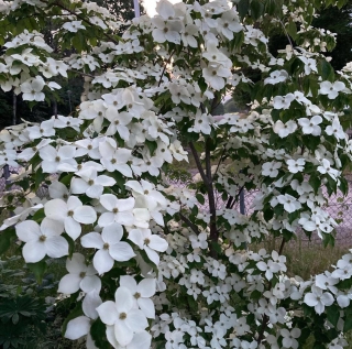 Dřín japonský "Teutonia" - Cornus kousa (roubovaný)