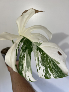 A. Monstera albovariegata, zakořeněná v hydroponii