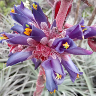 Puya venusta