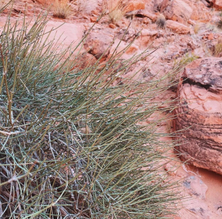 Chvojník nevadský, "mormonský čaj" - Ephedra nevadensis