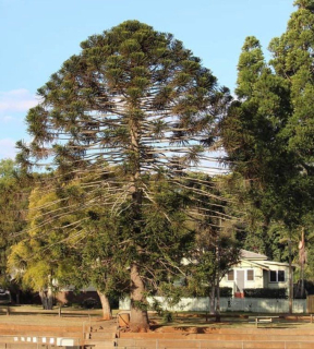 Blahočet Bidwillův - Araucaria bidwillii