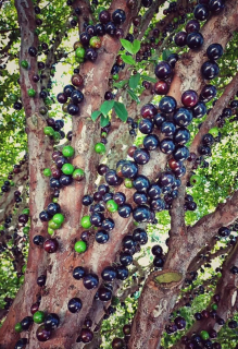 Jaboticaba - Plinia cauliflora (=Myrciaria cauliflora)