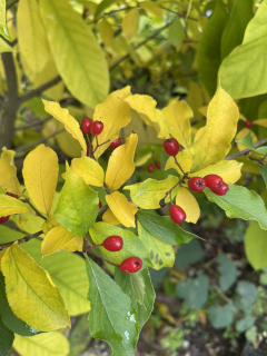 Blýskalka chlupatá, nejchutnější blýskalka - Photinia villosa