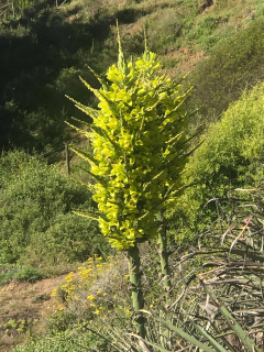 Puya chilensis