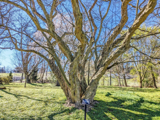 Břestovníček Tatarinovův - Pteroceltis tatarinowii