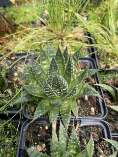 Aloe aristata  - mrazuodolné aloe