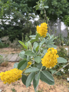 Argyrocytisus battandieri