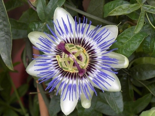 Mučenka modrá - Passiflora caerulea