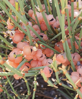 Chvojník chilský - Ephedra chilensis