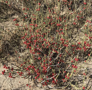 Chvojník - Ephedra ochreata