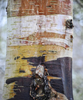 Bříza čínská - Betula albosinensis