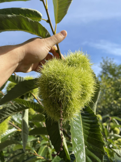 Kaštanovník (roubovaný) - Castanea sativa x C. crenata