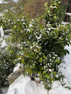 Bobkovišeň azorská - Prunus azorica "Tico"®