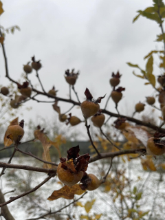 Mišpule bezsemenná "Apyrena" - Mespilus germanica