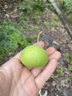 Hruškojeřáb ouškatý "Tatarka" - x Sorbopyrus auricularis