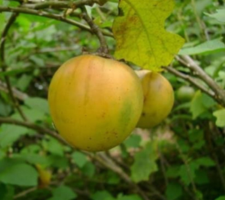 Juã-Açu - Solanum oocarpum