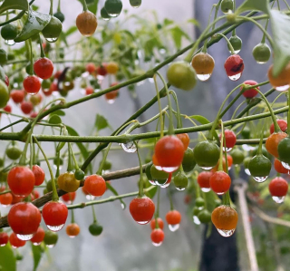 Mrazuvzdorné chilli - Capsicum flexuosum