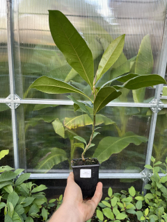 Magnolia grandiflora - unikátní mrazuvzorná selekce Bracken´s Brown Beauty x Susquehanna, 40 cm