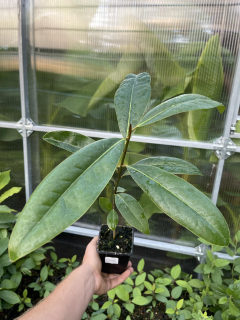 Magnolia grandiflora - unikátní mrazuvzorná selekce Foothills x Susquehanna, 40 cm