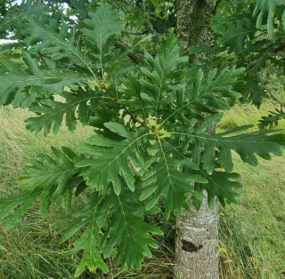 Dub - Quercus vulcanica