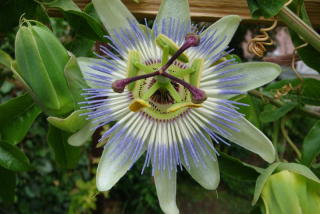 Mučenka modrá, česká selekce - Passiflora caerulea