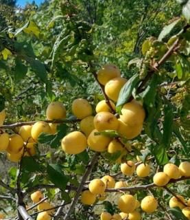 Prunus brigantina x armeniaca