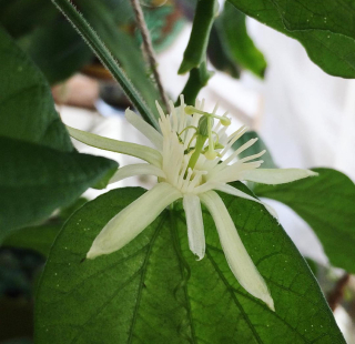 Mučenka "vanilková" - Passiflora capsularis