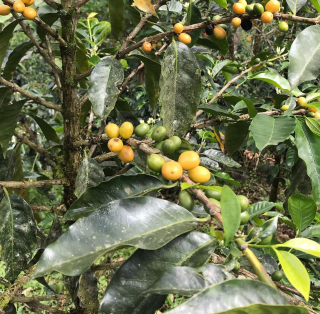 Kávovník arabský žlutoplodý - Coffea arabica  "Yellow Catuaí"