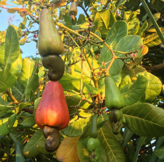 Ledvinovník západní, kešu - Anacardium occidentale, 40 cm