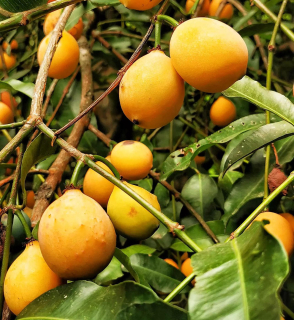 Achachairú - Garcinia humilis