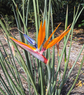 Strelície - Strelitzia juncea