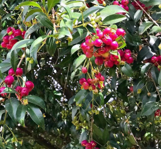 Magenta cherry - Syzygium paniculatum