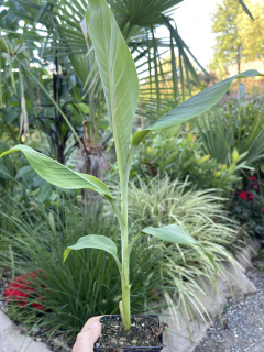 Musa sp. "Jamesonii"